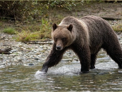 Female Grizzly Bear