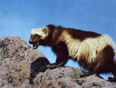 A hairy black and white animals climbs some rocks.