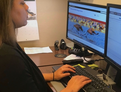 A woman sit at her desk with her hands on the keyboard and two computer monitors in front of her