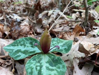 A small plant with three broad leave and flower on a forest floor