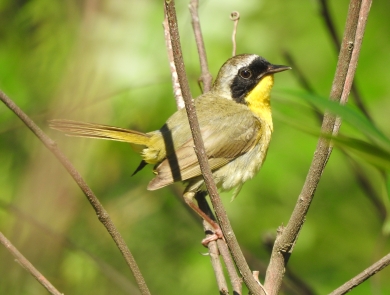 Common yellowthroat perched on a shrub.