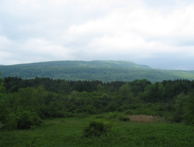 a view of a green, forested landscape with an overcast sky