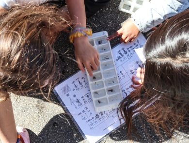 Two people crouching beside an ice cube tray filled with water and insects, which is set on an identification key.