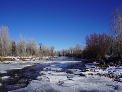 frozen chunks of ice floating on a river flowing between trees