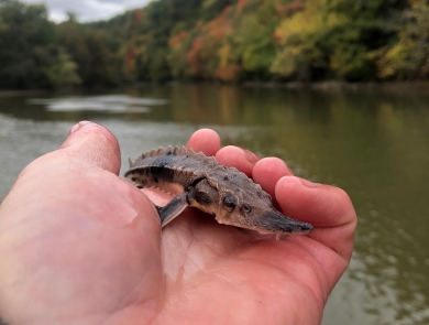 A hand holds a tiny prehistoric-looking fish with a long snout and little ridges along its spine.