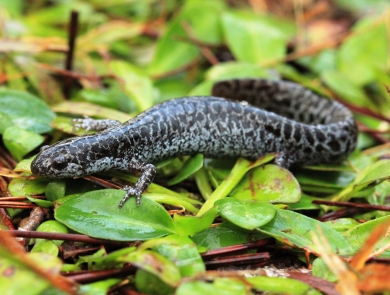 A black and white salamander atop greenery.