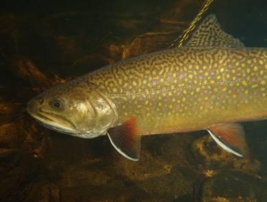 A brown fish with bright yellow and red spots swims under water.