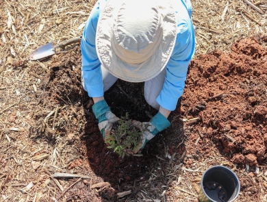 Person kneeling down putting a plant in the hole in the ground