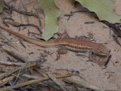 Dunes sagebrush lizard in the sand