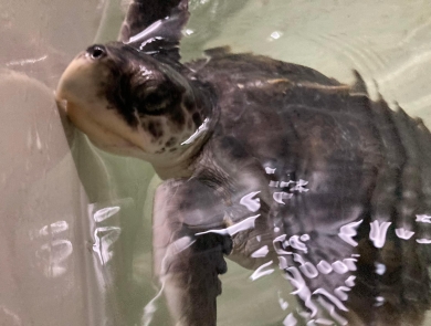 Tally Kemp's Ridley Sea Turtle