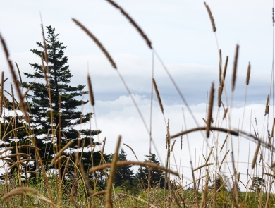 Grasses with tall seed heads and conifer trees in the distance