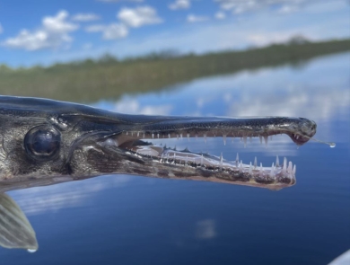 FL Gar Captured at A.R.M. Loxahatchee NWR