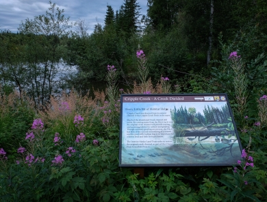 An interpretive sign depicting Cripple Creek and its history, in front of the Chena River and fireweed stems.