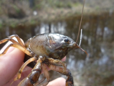 Panama City crayfish