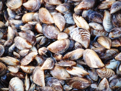 Invasive zebra mussels