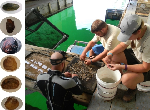 mussels and harvesting