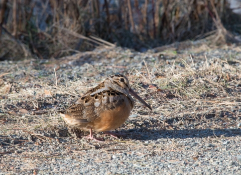 American woodcock