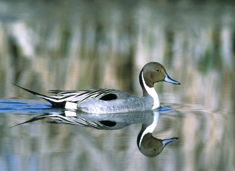 Northern pintail reflected in the marsh