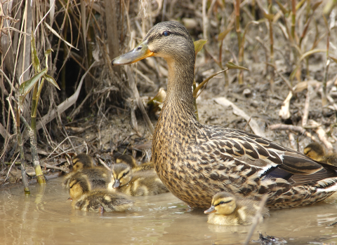 An American black duck with 8 chicks.