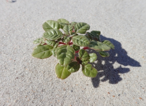 Seabeach amaranth