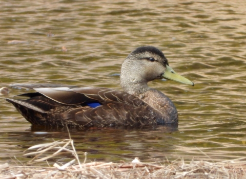 Male Black duck glides across water on a pond at Moosehorn National Wildlife Refuge.