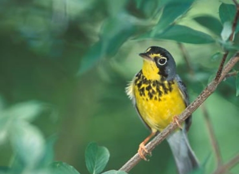 Canada warbler