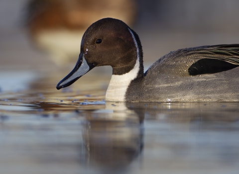 A pintail drake pauses while foraging in shallow water