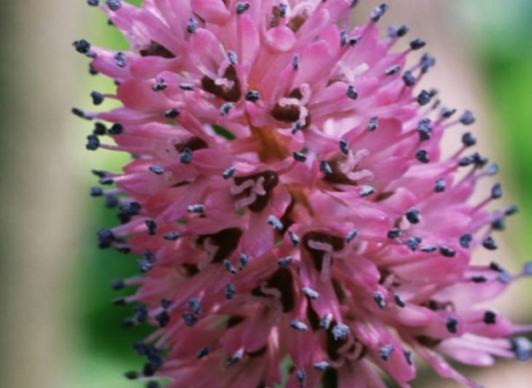 A picture of swamp pink, a plant that has a pink flower shaped like a cone