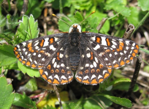 a Taylor's Checkerspot butterfly perches on a leaf in a close-up shot