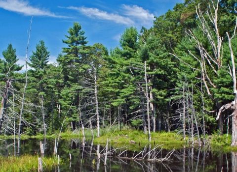 A serene lake next to bright green conifer trees and a blue sky