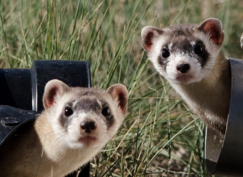 Two black-footed ferrets poke their heads out of black pipes lying in tall grass to examine the photographer