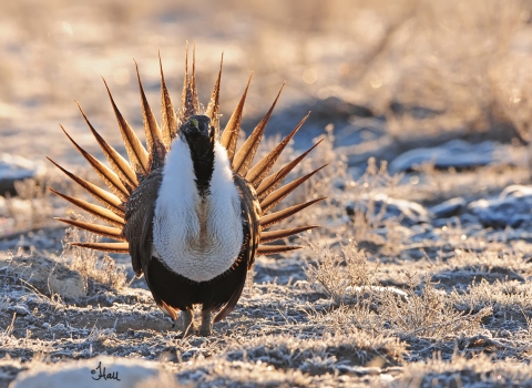 Greater sage grouse in field