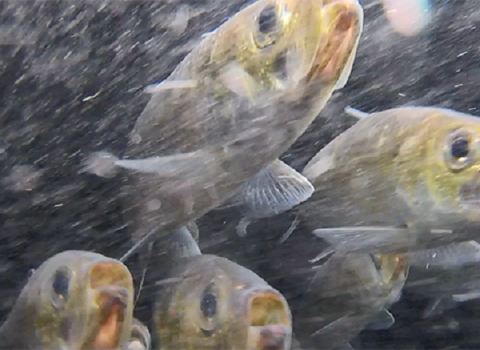 River herring in a stocking tank