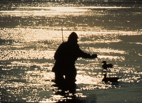 A waterfowl hunter in a wetland at sunrise setting up duck decoys.