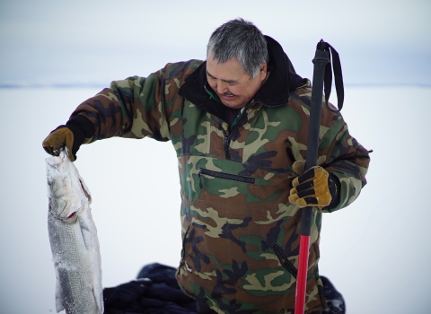 A Native Alaskan wearing a warm camo jacket pulling a white and silver fish out of the ice