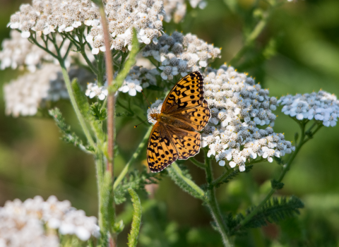 An orange and white butterfly sits on a white flower