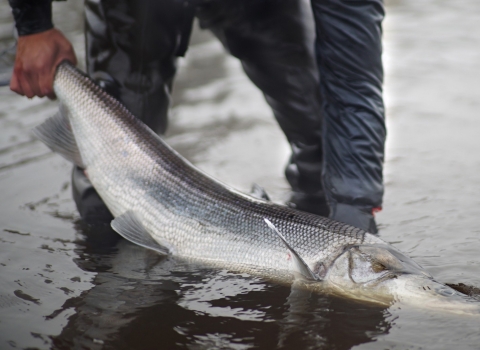 man holding a sheefish