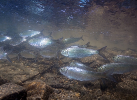 Dozens of silver fish swim over a rocky stream bed. 