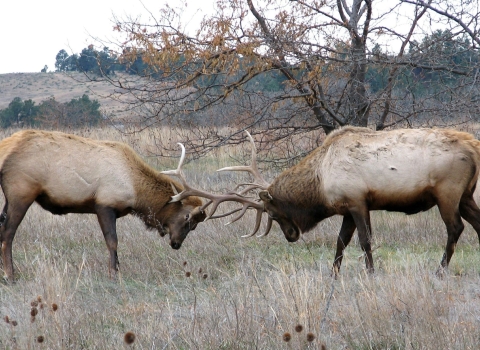 Two large bull elk standing head to head clash antlers in a grassy field