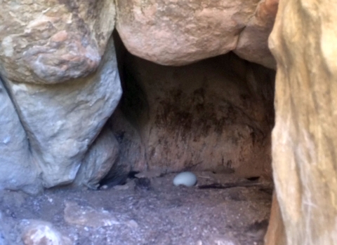 A white California condor egg sits in a cave-like cliffside nest