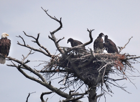 bald eagle adult and juveniles in tree