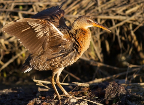 A brown bird standing on a rock spreading its wings