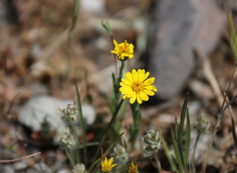 A plant with yellow flowers