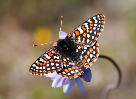 Black, orange and white butterfly sits on purple flower