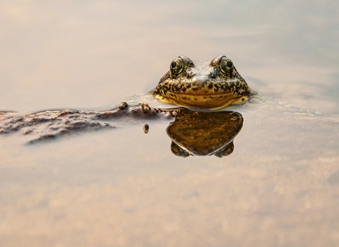 the head of a mountain yellow-legged frog pops out of the water of a lake in afternoon sun