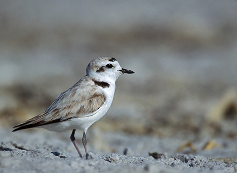 white and brown bird with black beak stands on sand