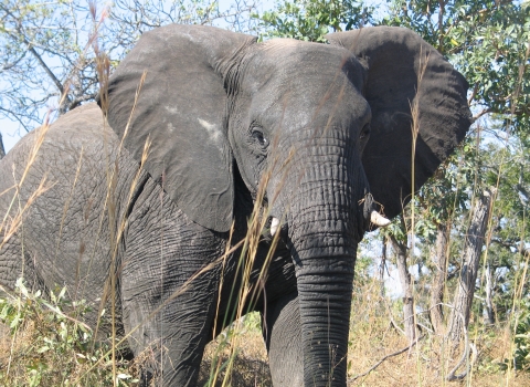 An African elephant bull travels through tall grass in a forested area.