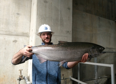 A man in hardhat standing in front of a concrete wall holds up a very large spring Chinook salmon.