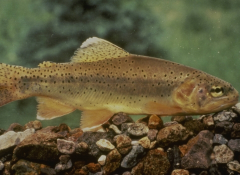 A fish swimming with yellow and orangish coloration and black spots over the body and tail photographed under water. 