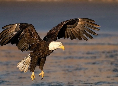 A large bird with black-brown body, white head and hooked yellow beak and talons coming in for a landing over water